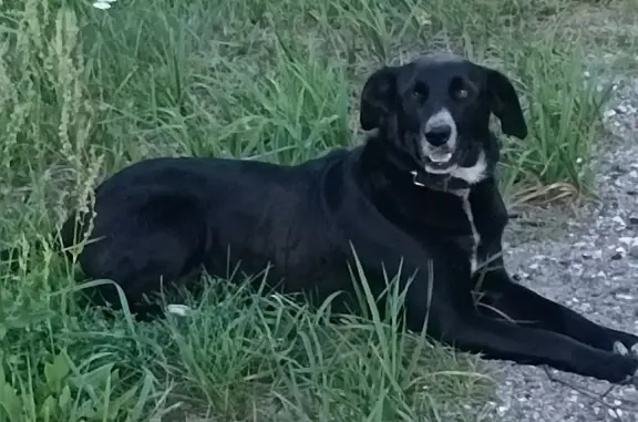 Найдена чëрная собака с ошейником в Бронницах, ул. Дорки, 126
