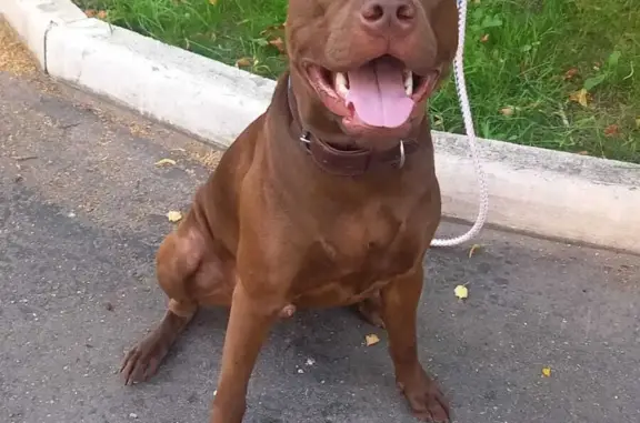 Найдена собака, Московская область, фото: Собака найдена на Щёлковском шоссе