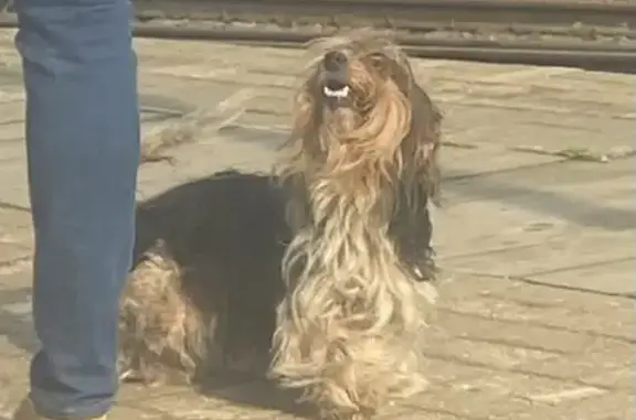 Собака найдена на станции Болшево, Королёв