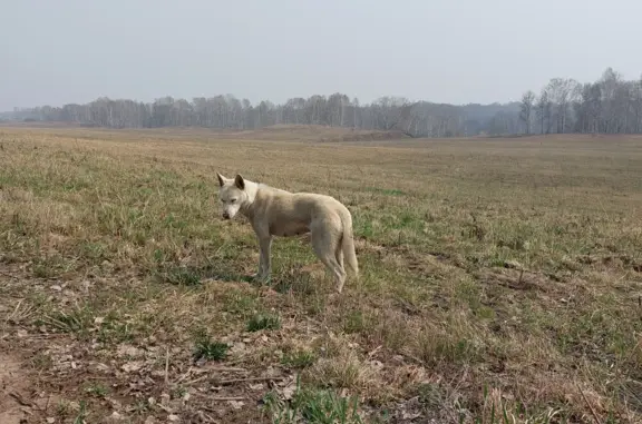 Найдена собака В лесу за посёлком Гармония