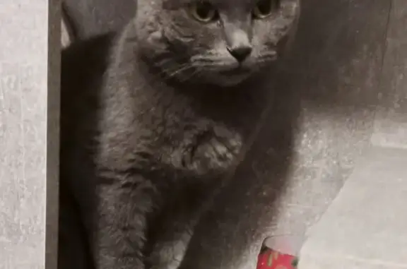 Найдена кошка: ул. Воровского, 27, Улан-Удэ
