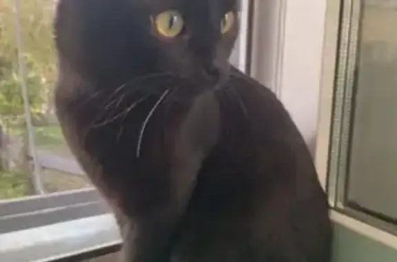 Кошки потеряшки, Новосибирск, фото: Потеряшка кошка Чёрный кот, адрес: Планировочная улица, 28, Новосибирск