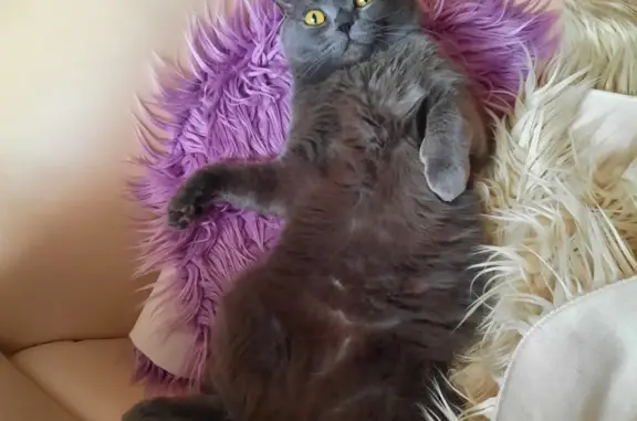 Кошки потеряшки, Новосибирск, фото: Потеряшка кот Джексон, Ипподромская ул. 30, Новосибирск