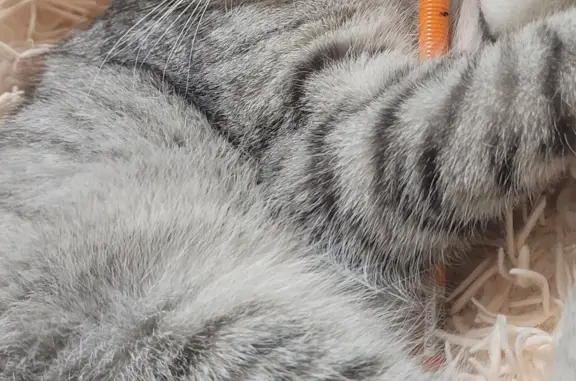 Пропала кошка на Днепропетровской ул., 2Б, Саратов
