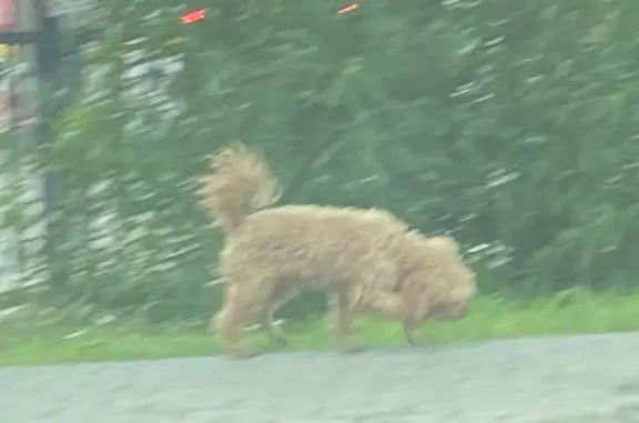 Потерянная собака на ул. А. Суворова, 52, Калининград