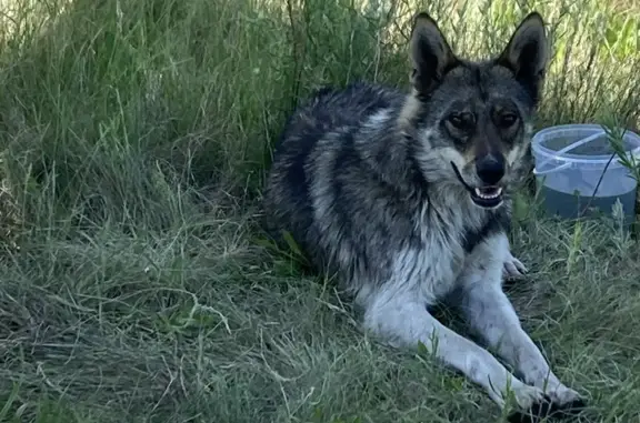 Собаки потеряшки, , фото: Потеряшка собака в Загородном: Север, кобель, нужно лечение