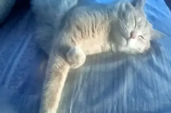 Пропала кошка: рыжий кот, 3 года, ул. Калинина, 32, Черногорск