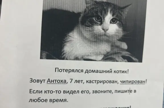 Пропала кошка Антоха, ул. Тайнинская, Мытищи