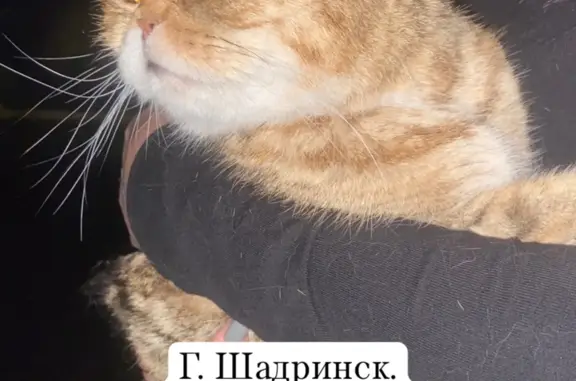 Найдена вислоухая кошка с котятами, улица Володарского