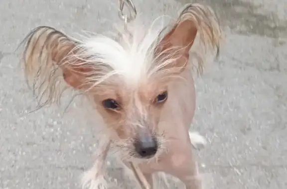 Найдена собака на Богдана Хмельницкого, 13, Челябинск