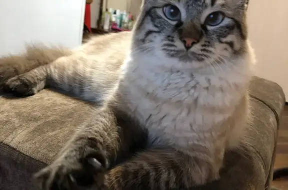 Кошки потеряшки, Санкт-Петербург, фото: Потеряшка кошка Джайро: Невская маскарадная, трусливый кот