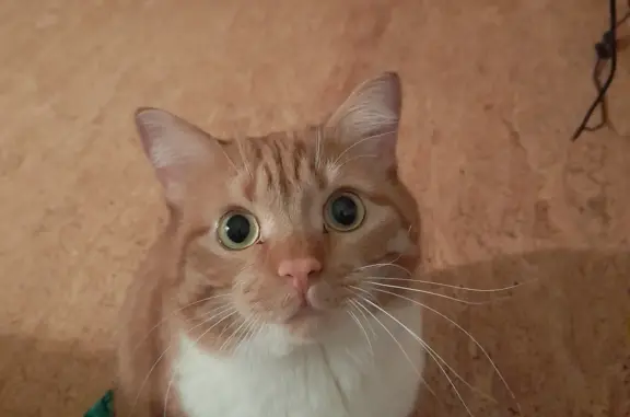Пропала кошка Кот, рыжий с белым брюшком в Красноярске