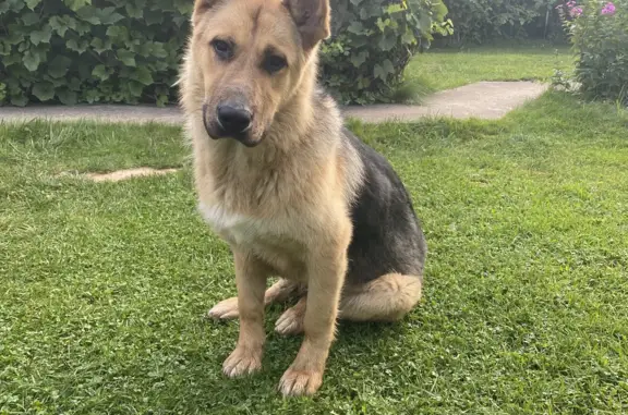 Найдена собака в Наро-фоминске, ищем хозяев!