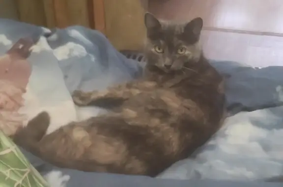 Кошки потеряшки, Тамбов, фото: Потеряшка кошка: Советская улица, 113, Тамбов