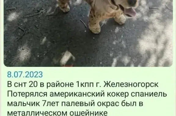 Пропала собака в Красноярском крае, продолжаются поиски