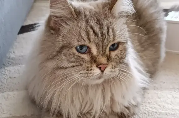 Найдена домашняя кошка на ул. Вильского, 18Г