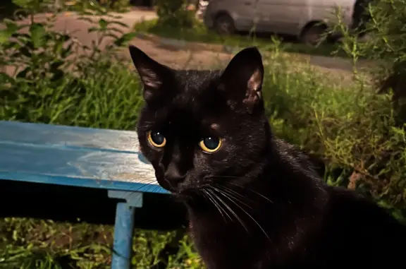 Найдена кошка: черный окрас, ул. Фадеева 6, Тверь