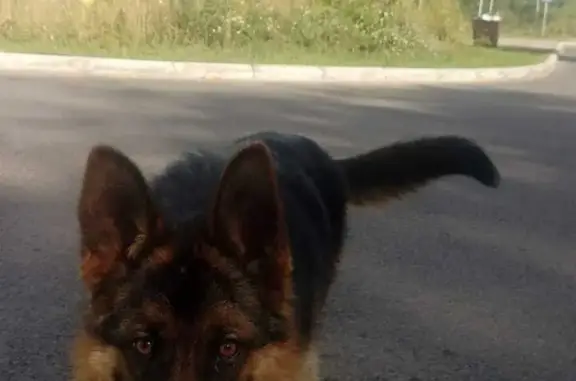Найдена собака на Взлётной улице, Калуга