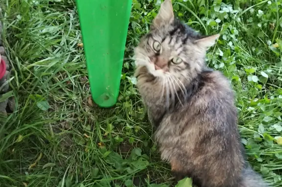 Найдена кошка в Миронцево, Солнечногорский район, Московская область