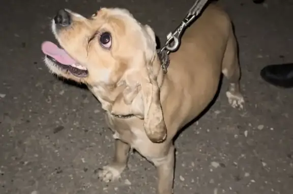 Собака найдена на ул. 15 лет Октября, Тверь