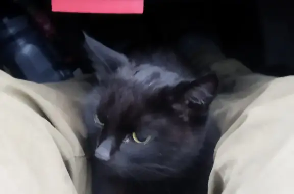 Кошки потеряшки, Смоленск, фото: Потеряшка черная кошка с ошейником в Гусинском поселении