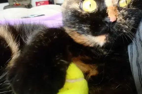 Потерянные животные Москва, фото: Пропала кошка: Трёхцветная вислоухая девочка, 3 года, Москва