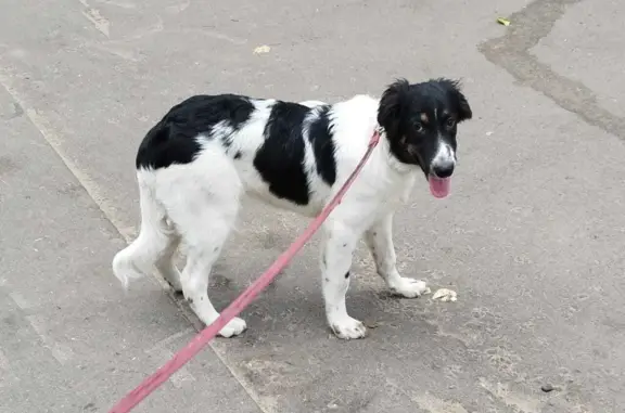 Найдена собака в районе Серова-Гарнаева, ищем хозяина