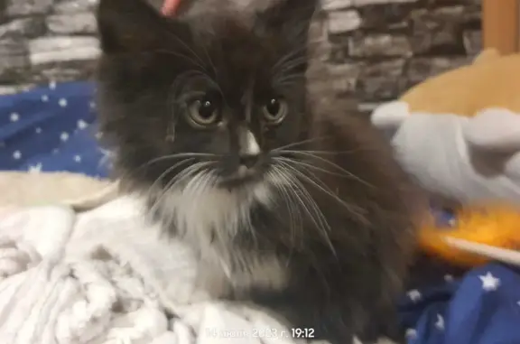 Кошки потеряшки, Москва, фото: Потеряшка черная кошка, Затонная улица, 10 к2, Москва