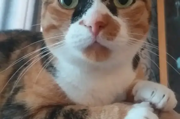 Кошки потеряшки, Санкт-Петербург, фото: Потеряшка кошка на Витебском проспекте, СПб