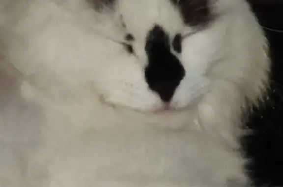 Потерянные животные Санкт-Петербург, фото: Пропал кот, ул. Подводника Кузьмина 32, СПб