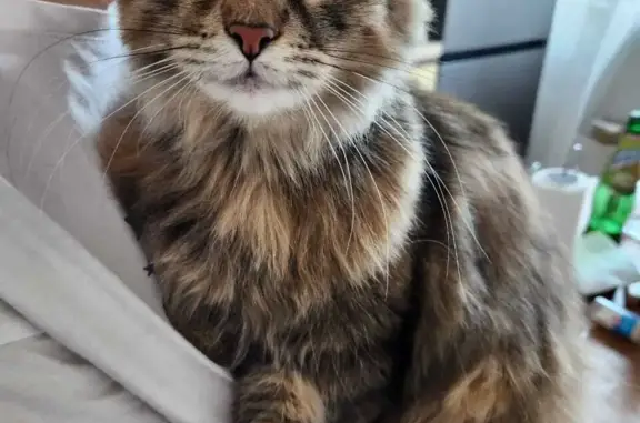 Потерянные животные Москва, фото: Пропала кошка! Помогите найти. Осенний бульвар, 10к1, Москва