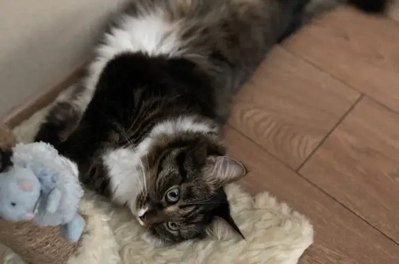 Кошки потеряшки, Киров, фото: Потеряшка кот, похожий на мейнкуна, ул. Кольцова, 10Б, Киров