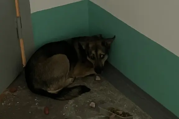 Собака найдена на Ленинградском проспекте, 30
