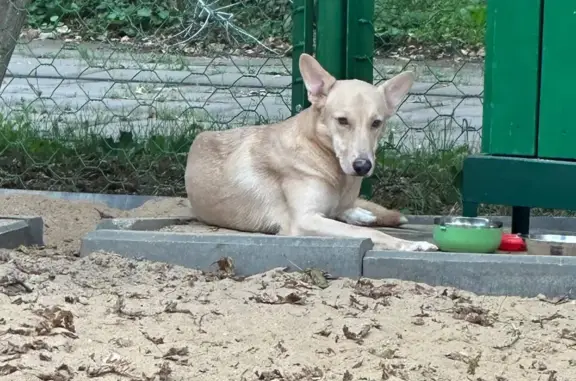 Собака найдена на площадке, ул. Большая Черёмушкинская, Москва