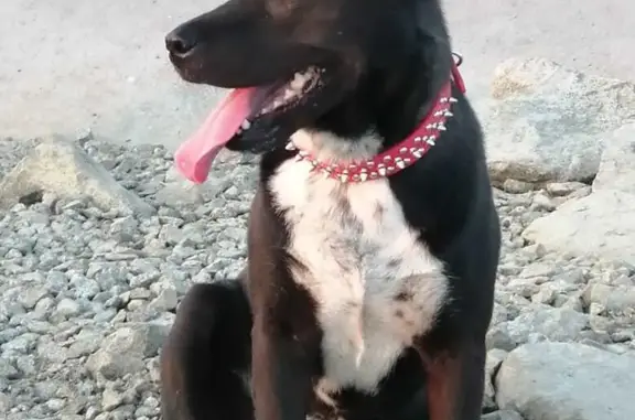 Пропала собака в районе пляжа «Амуркабель», ищем информацию