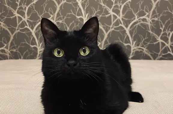 Кошки потеряшки, Москва, фото: Потеряшка черная кошка на Беломорской улице, Москва