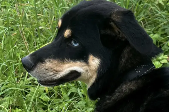 Найдена собака с разными глазами на ул. Лётчицы Тарасовой, к2032, Зеленоград