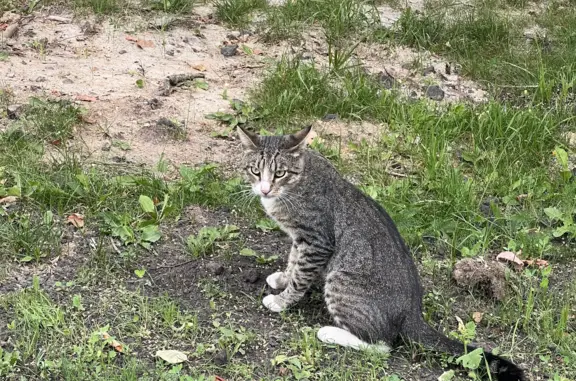 Найден ласковый полосатый котик около метро Беляево