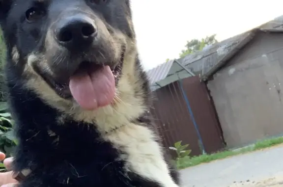 Найдена собака в Томилино, ул. Плеханова