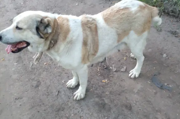 Собака: Бело-рыжая овчарка, Омск