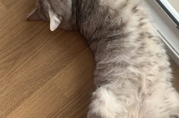 Потерянные животные Москва, фото: Пропала кошка, адрес: ул. Гиляровского, 7, Москва