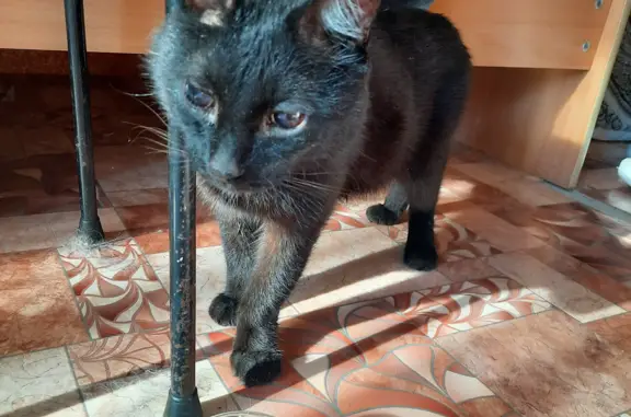 Найдена слепая кошка на ул. Б. Окуджавы, 5, Н. Тагил