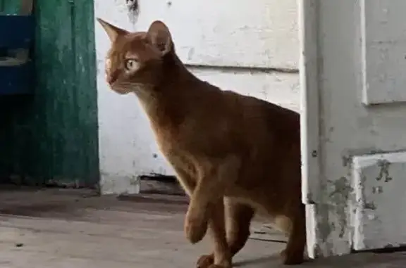 Пропала абиссинская кошка на ул. Пашенной, Королёв