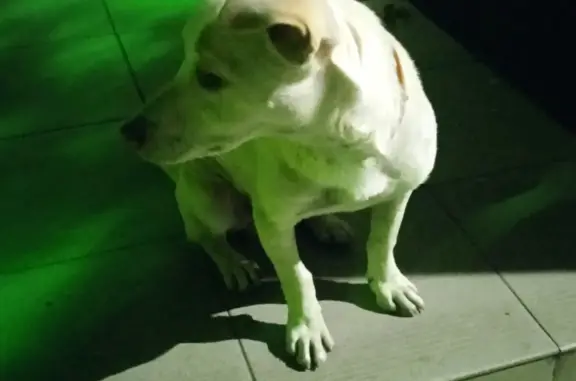 Найдена белая собака на Перонной улице, 13, Белореченск