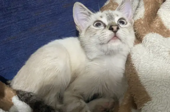 Найдена кошка в Ростове-на-Дону, ищу новых хозяев
