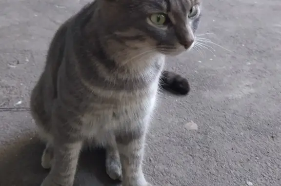 Найдена кошка: серый дымчатый кот/кошка, Перекопская ул., 21 к1, Москва