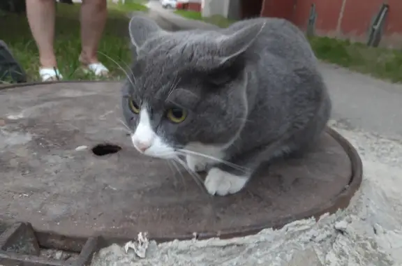 Найдена кошка на ул. Профсоюзная 24А, Кострома