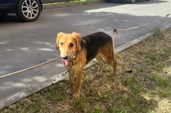 Найдена молодая собака на проспекте Ленина, 245 к4, Ростов-на-Дону