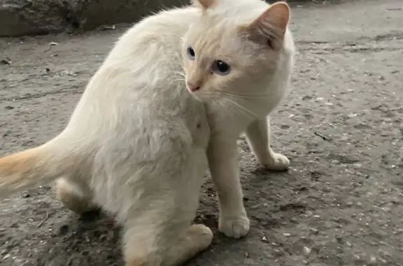 Найдена кошка в Ульяновске, ищет хозяев 🐱📞