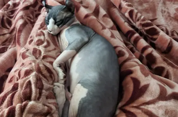 Потерянные животные Москва, фото: Пропал кот сфинкс пятнистого окраса, Москва, ул. Алексея Дикого, 16А